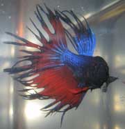 2007-01-09_betta.jpg