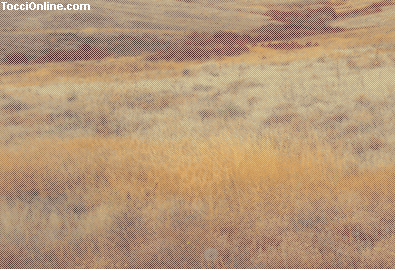 leopard grass