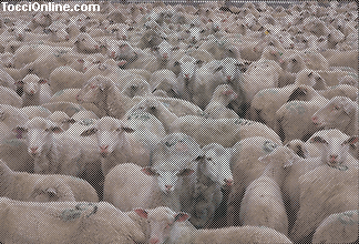 wolf amongst sheep